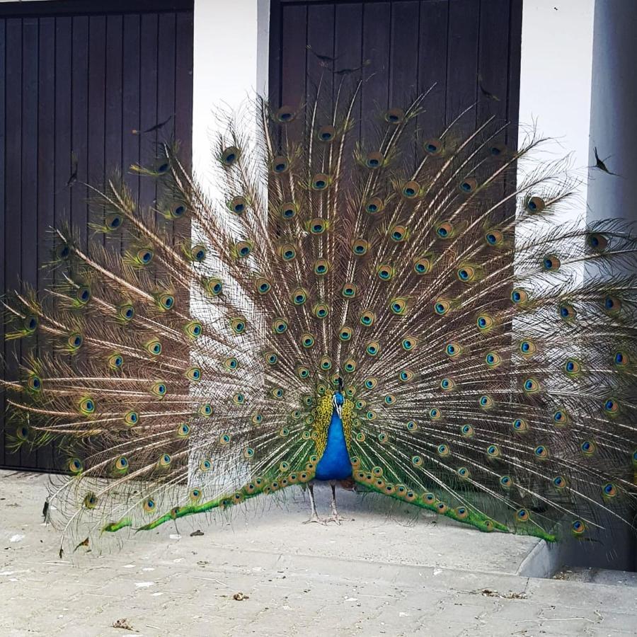 Peacock Lodge Wain Kültér fotó